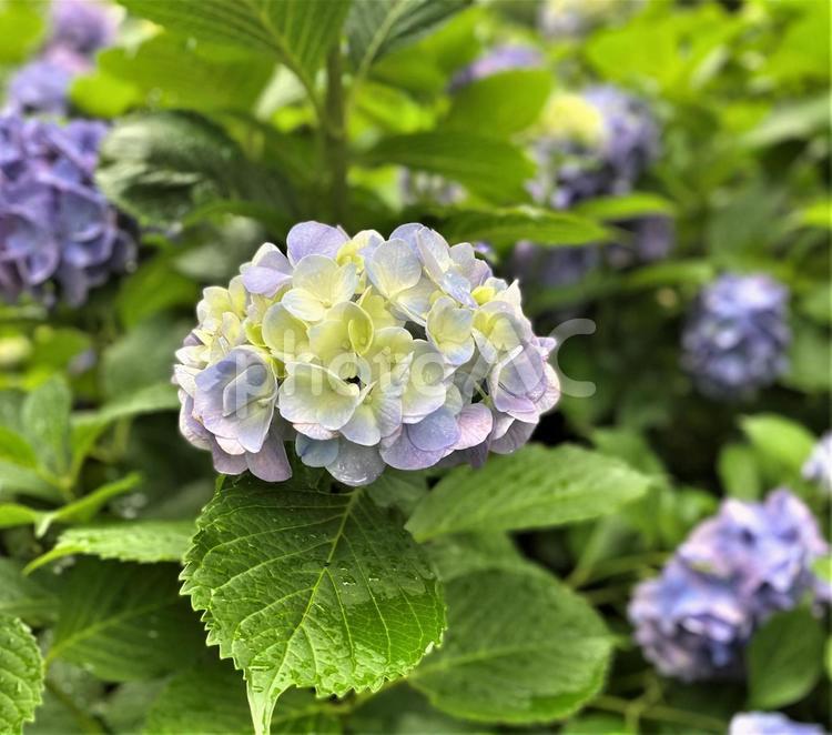 アジサイ アジサイ,紫陽花,梅雨の写真素材
