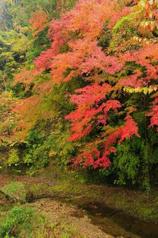 養老渓谷 養老渓谷,筒森もみじ谷,紅葉の写真素材