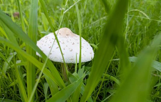 A big white mushroom found in the grass, JPG A big white mushroom found in the grass, JPG
