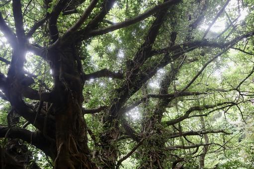 Photo, trees, green, sunbeams leaves, 