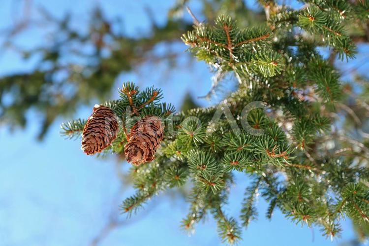 大きな松ぼっくり（モミの木の実） 松ぼっくり,モミ,モミの木の写真素材