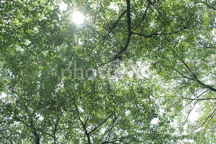 木漏れ日 木,葉,環境の写真素材