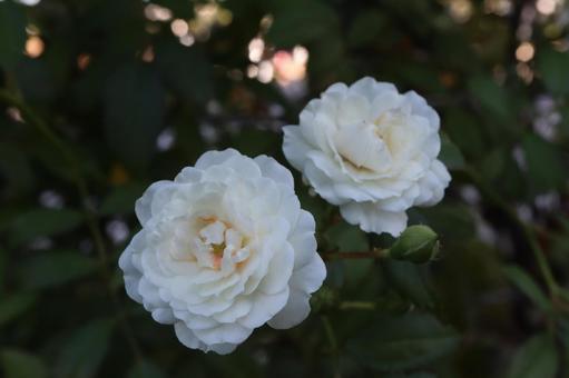 バラ園にて白い薔薇を撮りました バラ園にて白い薔薇を撮りました 花,薔薇,自然の写真素材