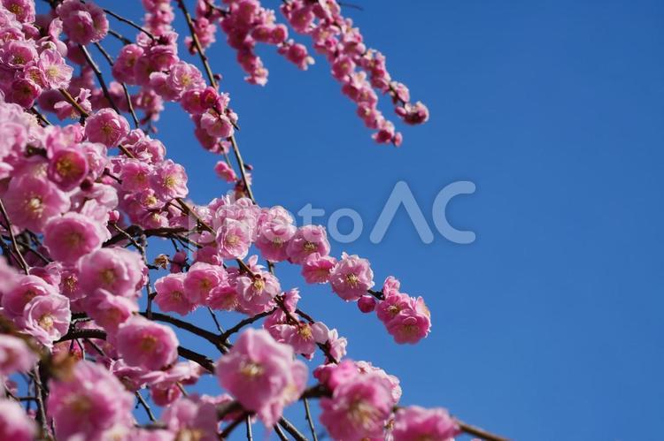 冬空に舞う枝垂れ梅 しだれ梅,ウメ,梅の写真素材