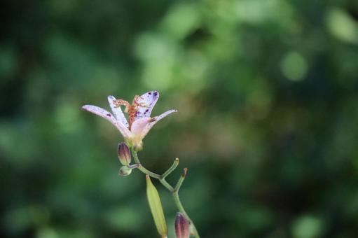 1輪のタイワンホトトギスの花のアップ 1輪,タイワンホトトギス,花の写真素材