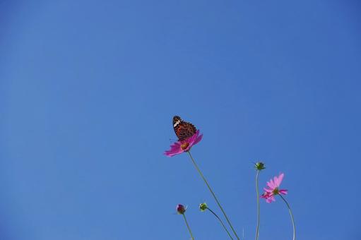 秋桜にとまる蝶 蝶,ツマグロヒョウモン,10月の空の写真素材