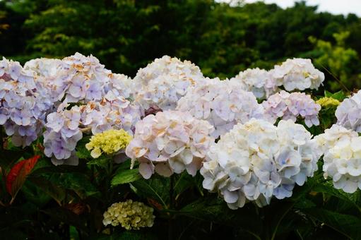 アジサイの花 アジサイの花 紫陽花,植物,6月の写真素材