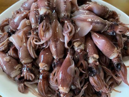 螢火蟲魷魚, JPG 螢火蟲魷魚, JPG