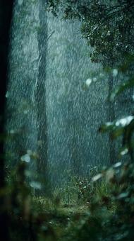 雨に濡れる神秘的な森 雨に濡れる神秘的な森の写真