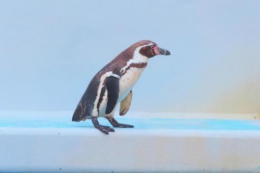 フンボルトペンギン フンボルトペンギンの写真