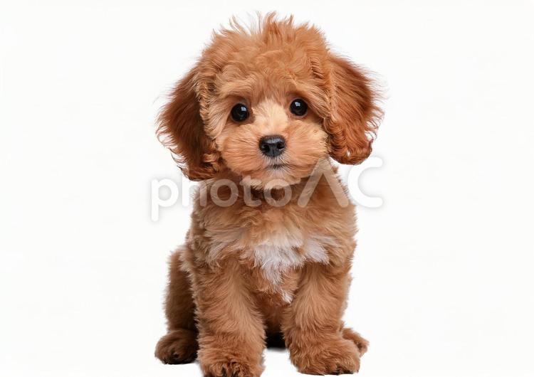 トイプードル犬 トイプードル,犬,子犬の写真素材
