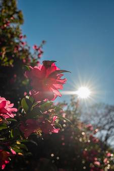 東京 浜離宮恩賜庭園の風景 東京 浜離宮恩賜庭園の風景の写真