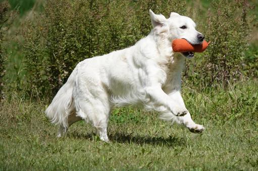 The Retrievers The Retrievers 犬,大型犬,レトリーバーの写真素材