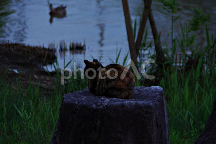 春のたそがれの公園猫 ネコ,猫,公園猫の写真素材
