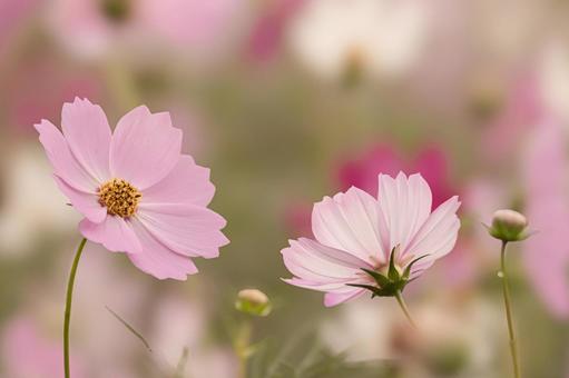早朝のコスモス畑 早朝のコスモス畑の写真