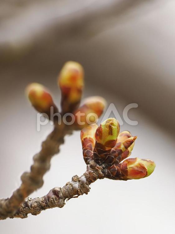 膨らみ始めた桜の蕾 桜,サクラ,さくらの写真素材