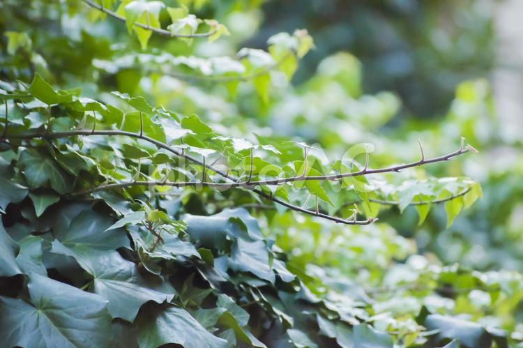 蔓植物のイメージ ツタ,蔓,植物の写真素材