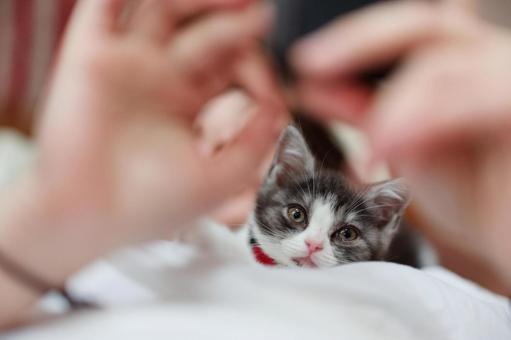 飼い主と猫 マンチカン,猫,子猫の写真素材