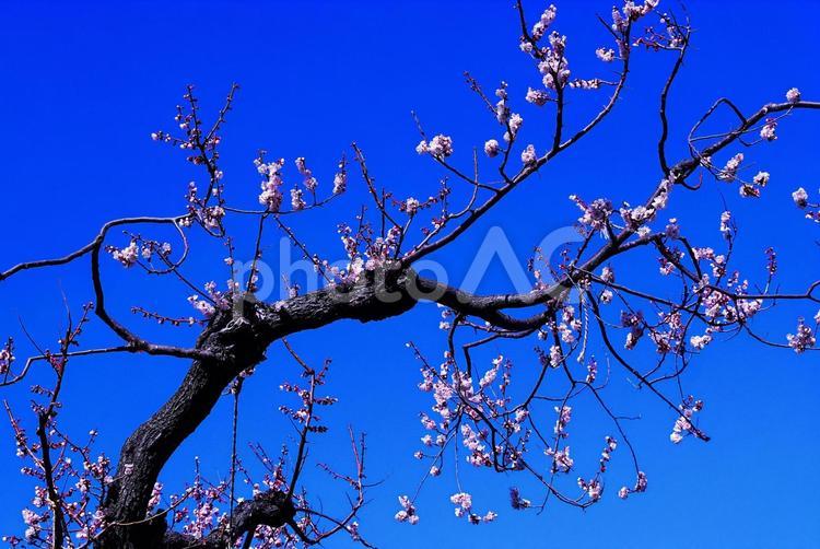 北海道神宮のお花見 お花見,春,北海道神宮の写真素材