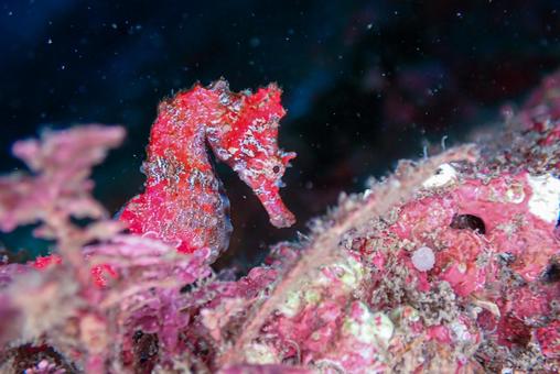三浦 赤いハナタツ 三浦 赤いハナタツの写真