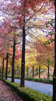 紅葉-1294 紅葉,アメリカ楓,もみじ葉楓の写真素材