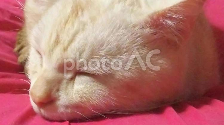猫6(眠る猫・アメショー) 猫,アメショー,アメリカンショートヘアの写真素材