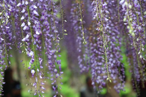 藤の花 藤の花 藤,藤棚,藤の花の写真素材