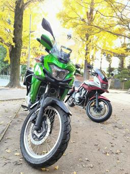 バイク9 バイク,紅葉,イチョウの木の写真素材