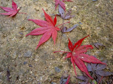 秋を告げる紅の落葉 秋を告げる紅の落葉 紅葉,落葉,秋の写真素材