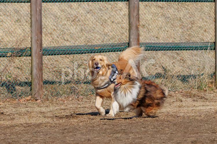 麗　レイ 家庭犬,散歩,遊ぶの写真素材