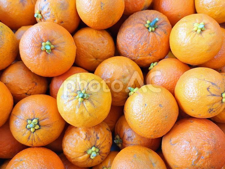 収穫したダイダイの実 橙,収穫,蜜柑の写真素材