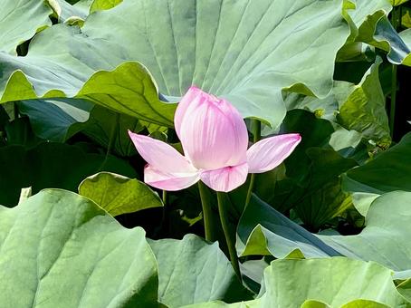 ハス ハス ハス,蓮,花びらの写真素材