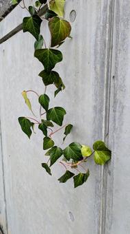 コンクリートの壁に伸びるアイビー　ヘデラ ツタ,アイビー,植物の写真素材