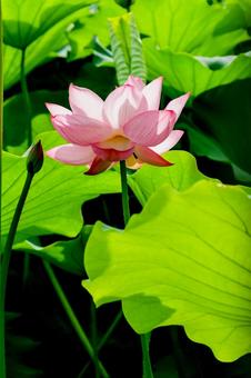 蓮 蓮 蓮,ハス,不忍池の写真素材