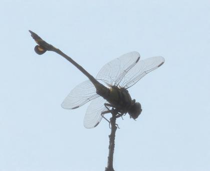 ウチワトンボ002 ウチワトンボ002の写真