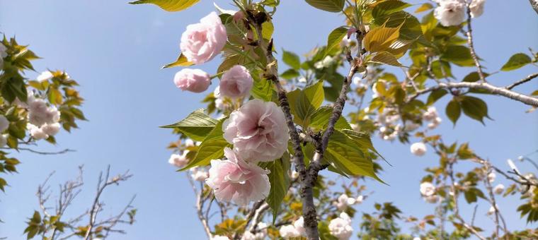 八重桜と青空 八重桜と青空の写真