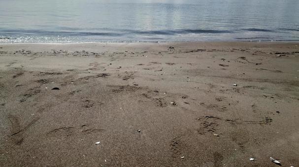 海と砂浜と足跡と貝殻 海と砂浜と足跡と貝殻 海,波,波打ち際の写真素材