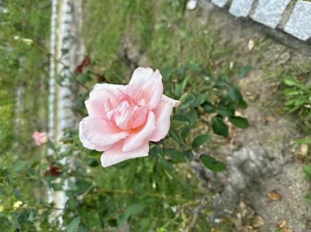 バラの花1 バラの花1の写真