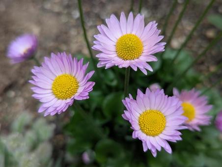 デージーの花 3 デージーの花 3の写真