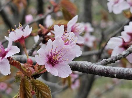 遅めの桜花 遅めの桜花の写真