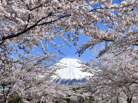 桜 富士山,桜,サクラの木の写真素材
