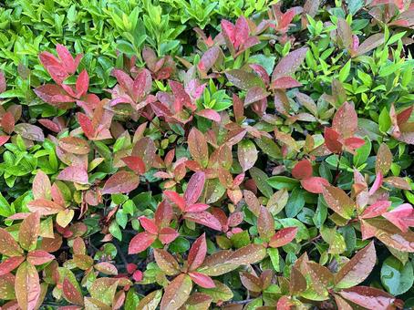 雨に濡れた赤と緑のツツジの葉 雨,葉っぱ,ツツジの写真素材