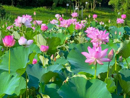 【古河公方公園】美しい蓮の花の風景 ② 蓮の花,ピンク,花の写真素材