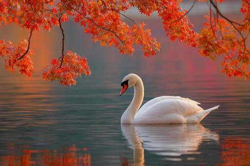 秋の湖畔と白鳥のシルエット 秋の湖畔と白鳥のシルエットの写真