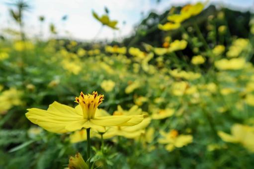 [秋]コスモスの写真