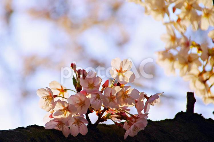 夕暮れの桜 桜,花,夕日の写真素材