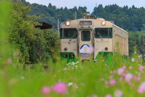 小湊鐵道 小湊鐵道 コスモス,秋桜,秋の写真素材