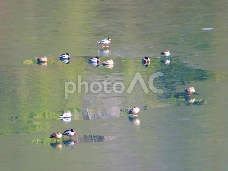凍った湖の上にいるカモ 鳥,動物,カモの写真素材