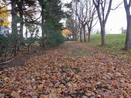 落ち葉の遊歩道 落ち葉,初冬,秋の写真素材