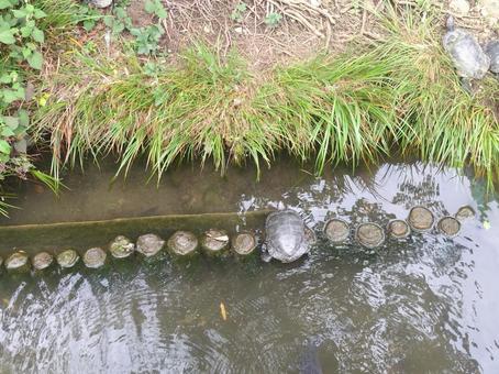 Turtle, JPG Turtle, JPG